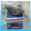 Pomfret negro congelado redondo entero de la alta calidad